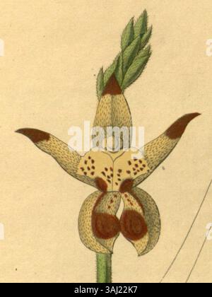 This botanical illustration depicts the orchid species *Bulbophyllum ...