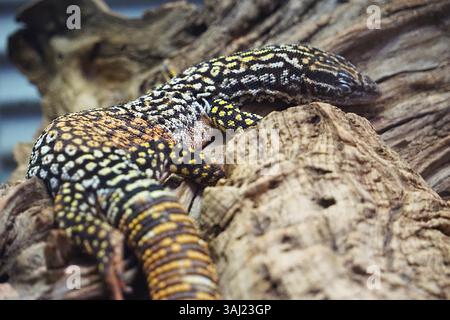 Close up of a cute tiny spiny-tailed monitor lizard with colorful patterned skin sleeping with its eyes closed on a tree branch Stock Photo
