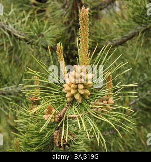 Lodgepole Pine (Pinus contorta) cones and needles in Beartooth Mountains, Montana Stock Photo