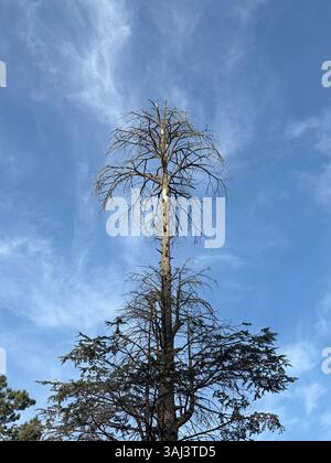 Tall Dying Tree Under Clear Blue Sky Stock Photo