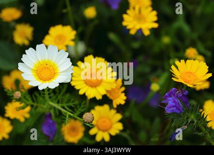 Spring flowers. White and yellow Glebionis coronaria - Crown daisies growing together in nature. Portugal. Selective shallow focus on white flower. Stock Photo