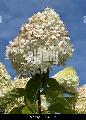 White hydrangea flower in full bloom under a blue sky, showcasing delicate petals and lush greenery in a vibrant summer garden scene. Stock Photo