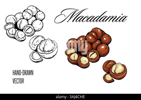 Macadamia nut drawing in color and black hand sketch style Stock Vector