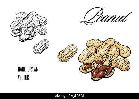 Peanut vector illustration in black outline and color styles Stock Vector