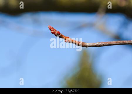 Fresh new buds begin to grow on a maple tree branch in early spring against a brilliant clear blue sky. Stock Photo