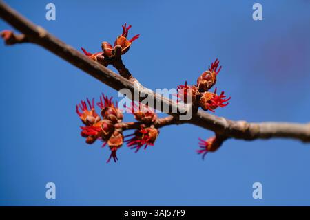 Fresh new buds begin to grow on a maple tree branch in early spring against a brilliant clear blue sky. Stock Photo
