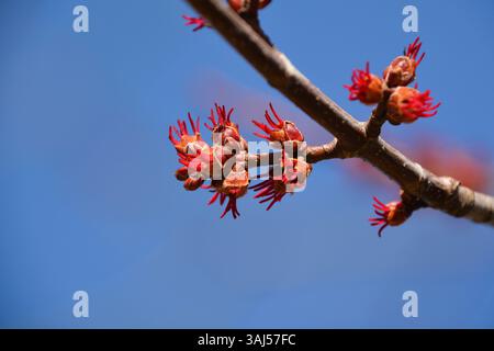 Fresh new buds begin to grow on a maple tree branch in early spring against a brilliant clear blue sky. Stock Photo