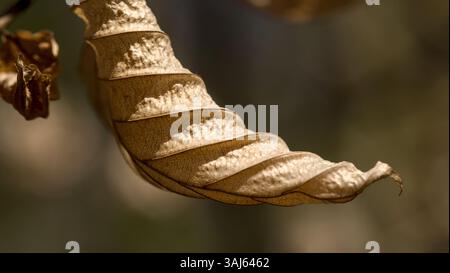 close up of dry leaf on blurred background, shallow depth of field Stock Photo