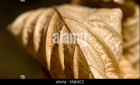 close up of dry leaf on blurred background, shallow depth of field Stock Photo
