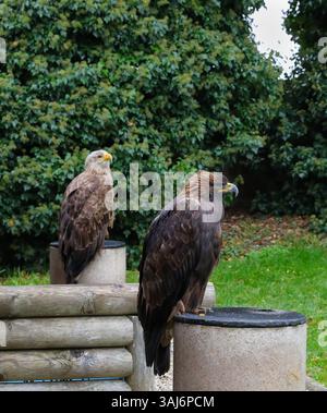 majestic watchers of the wild Stock Photo