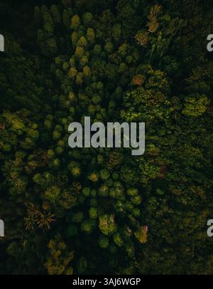 An aerial breathtaking view of dense green forest trees forming a ...