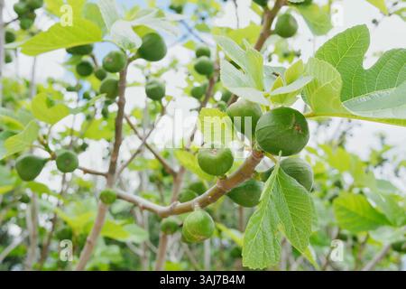 Unripe figs growing on a tree. Stock Photo