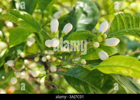 Buds on a lemon tree. Citrus blossom. Stock Photo