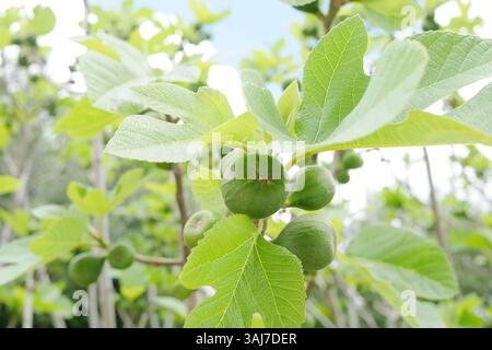 Unripe figs growing on a tree. Stock Photo