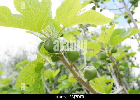 Unripe figs growing on a tree. Stock Photo