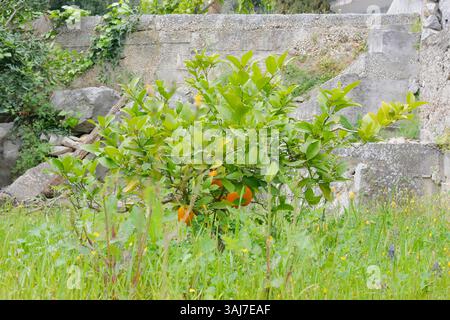 A small young orange tree with ripe fruits. Stock Photo