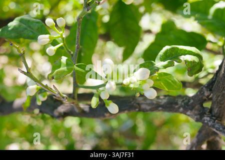 Buds on a lemon tree. Citrus blossom. Stock Photo
