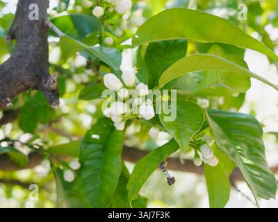 Buds on a lemon tree. Citrus blossom. Stock Photo