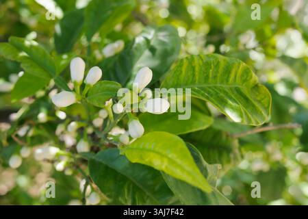 Buds on a lemon tree. Citrus blossom. Stock Photo