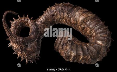 Aberrant Ammonite, Didymoceras cheyennsce, Cretaceous, South Dakota Stock Photo
