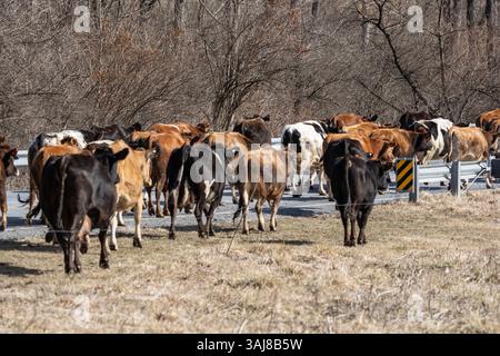 Dairy cattle walking down road in rural Berks County, Pennsylvania Stock Photo