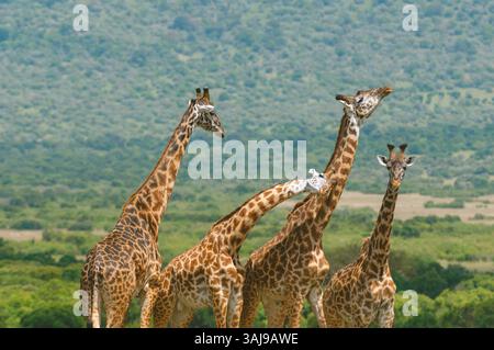 Masai giraffe (Giraffa camelopardalis tippelskirchi), four Masai giraffes looking every which way, Kenya, Masai Mara National Park Stock Photo
