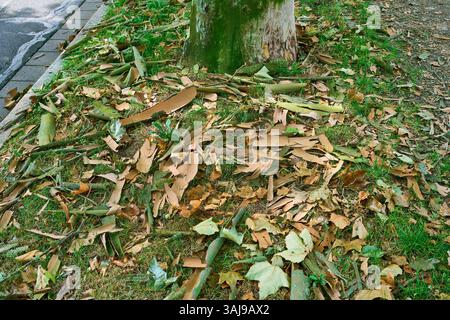 European plane, maple-leaved plane, London plane, London planetree (Platanus hispanica, Platanus x hybrida, Platanus hybrida, Platanus acerifolia), ba Stock Photo