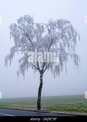 common birch, silver birch, European white birch, white birch (Betula pendula, Betula alba, Betula verrucosa), tree with hoarfrost in the fog on a cou Stock Photo