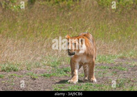 lion (Panthera leo), attentive young lion standing in front of tall grass, front view, Kenya, Kenya, Masai Mara National Park Stock Photo