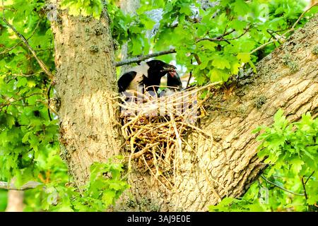 Hooded crow, Scald-crow, Hoodie (Corvus corone cornix, Corvus cornix), removing faeces balls, couple in the nest, Sweden, Oeland, Garten, Stora Roer Stock Photo