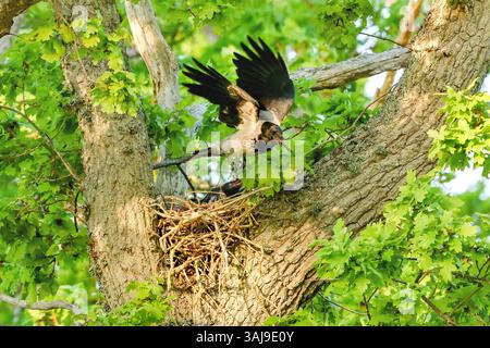 Hooded crow, Scald-crow, Hoodie (Corvus corone cornix, Corvus cornix), flying away with faeces balls, Sweden, Oeland, Garten, Stora Roer Stock Photo