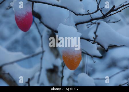 Two eggs are hanging from a tree branch covered in snow Stock Photo