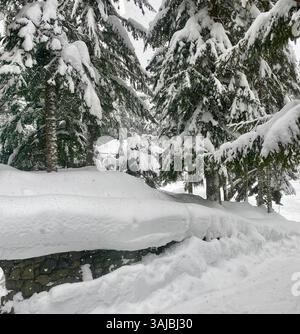 Heavy Snowfall on Evergreen Trees and Stone Wall Stock Photo