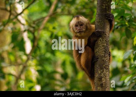 Sentinel capuchin monkey on Tambopata Monkey Island, Peruvian Amazon ...
