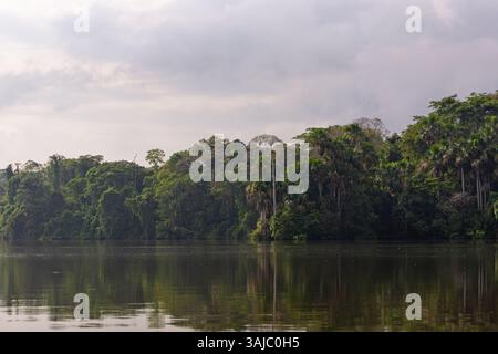Trees around Lake Sandoval in Madre de Dios, Peru. Amazon rainforest ...