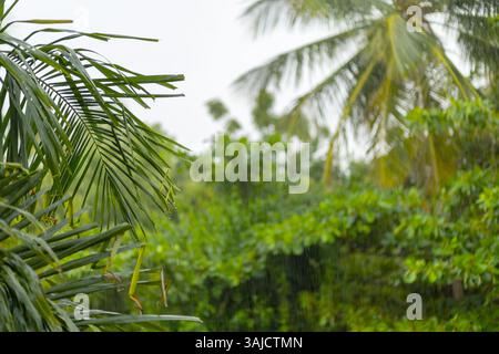Heavy rain is falling in a tropical setting where lush green trees and palm leaves create a serene atmosphere. Nature thrives as droplets splash on th Stock Photo