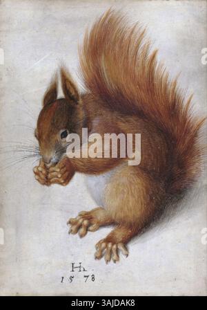 This 1578 drawing by Hans Hoffmann, titled 'Red Squirrel', is a detailed study of the animal, executed in watercolor and gouache over graphite, and housed at the National Gallery of Art. Stock Photo