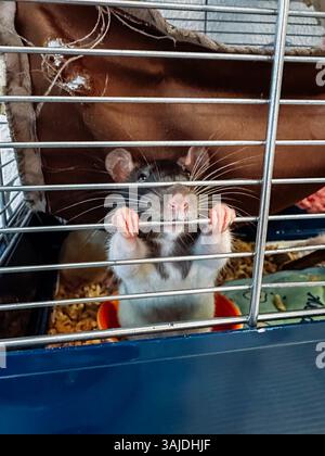 Rat is standing in a cage with a metal grate. The cage is brown and has a brown blanket draped over it Stock Photo