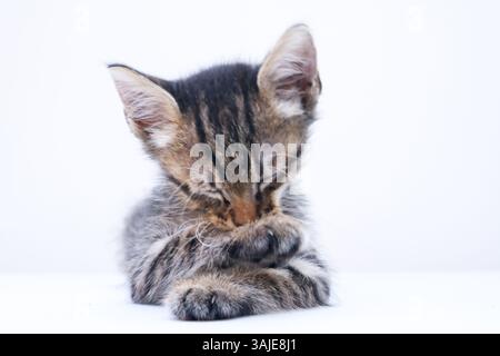 grey little cat on white background. Portrait of a little kitten. Indonesia, Sidoarjo - September 2021 Stock Photo