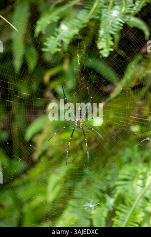 A close up shot of golden orb weaver spider approaching a bee stuck on ...