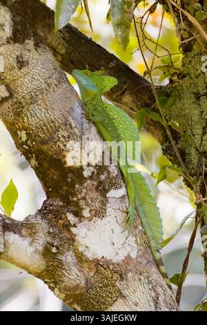 Male Green Basilisk in a tree in Costa Rica Stock Photo