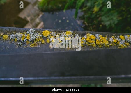 Black metal railing covered in yellow and white moss. The moss is growing in a line along the railing Stock Photo