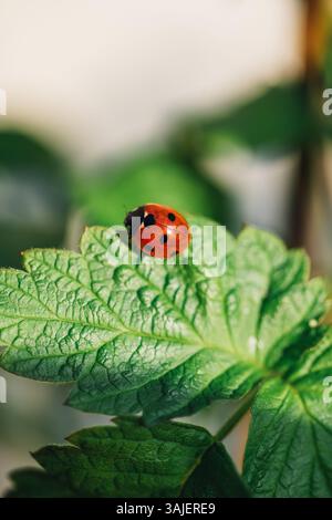 Red ladybug on a green leaf in the summer garden Stock Photo