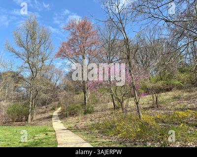 Winding path through blooming spring forest under blue sky Stock Photo