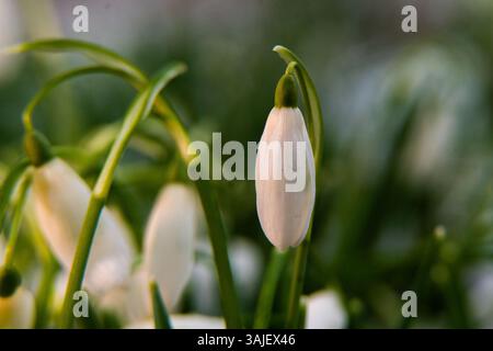 Single snowdrop in warm low sunlight Stock Photo