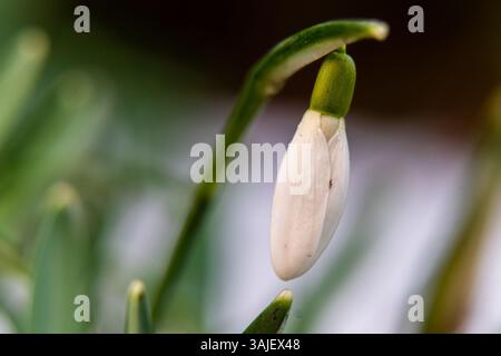 Single snowdrop in warm low sunlight Stock Photo