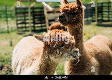 Two alpacas grazing in a sunny outdoor enclosure Stock Photo
