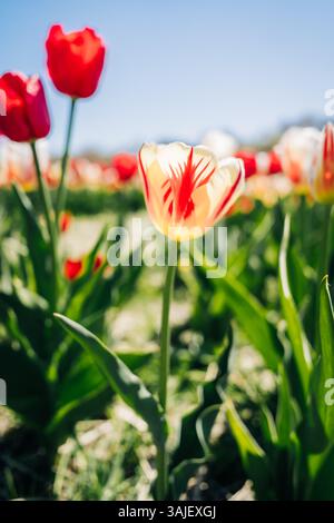 Single yellow tulip with red streaks against blurred tulip field Stock Photo