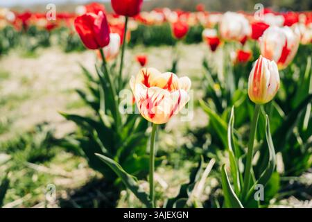 Close-up of a yellow tulip with red streaks in bloom Stock Photo