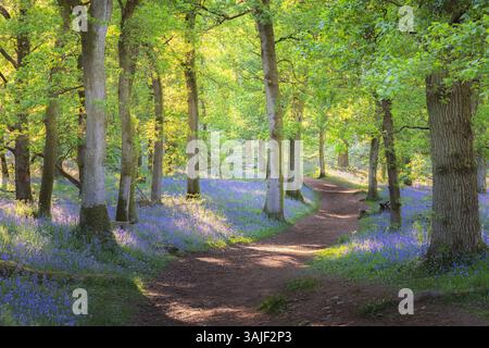 A tranquil woodland path surrounded by colourful bluebells and dappled sunlight in a serene springtime forest in Kinclaven, Scotland. Stock Photo